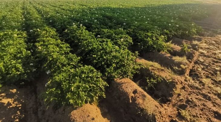    Мировая картофельная пятилетка 2022-2027 отметится продуктовой переработкой кожуры