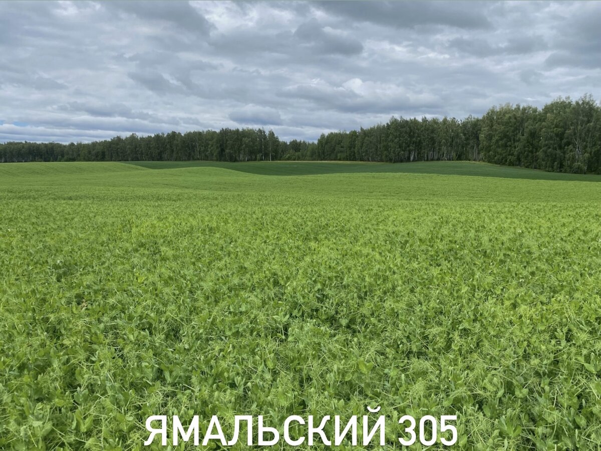Горох Ямальский 305, цветение.