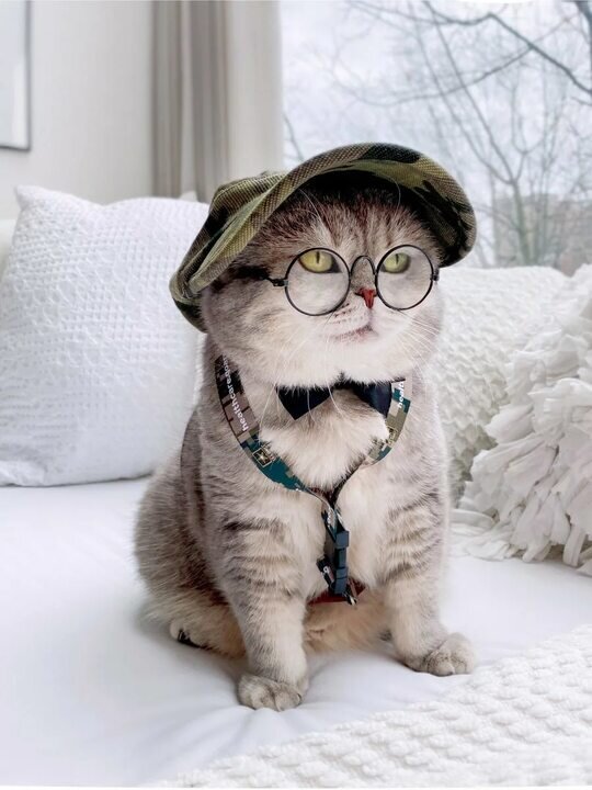 Яндекс картинки 