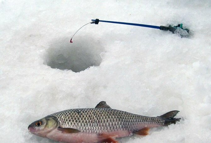 Добавьте описание