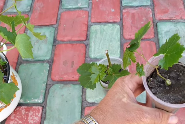 Как размножить виноград Полное руководство размножение летом и осенью без косточек и декоративного + разводка лозы Другие эффективные способы
