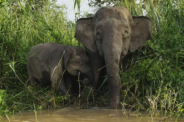 Всего среди азиатских слонов числится 4 подвида: индийский слон, цейлонский слон, суматранский слон и наш сегодняшний герой. 