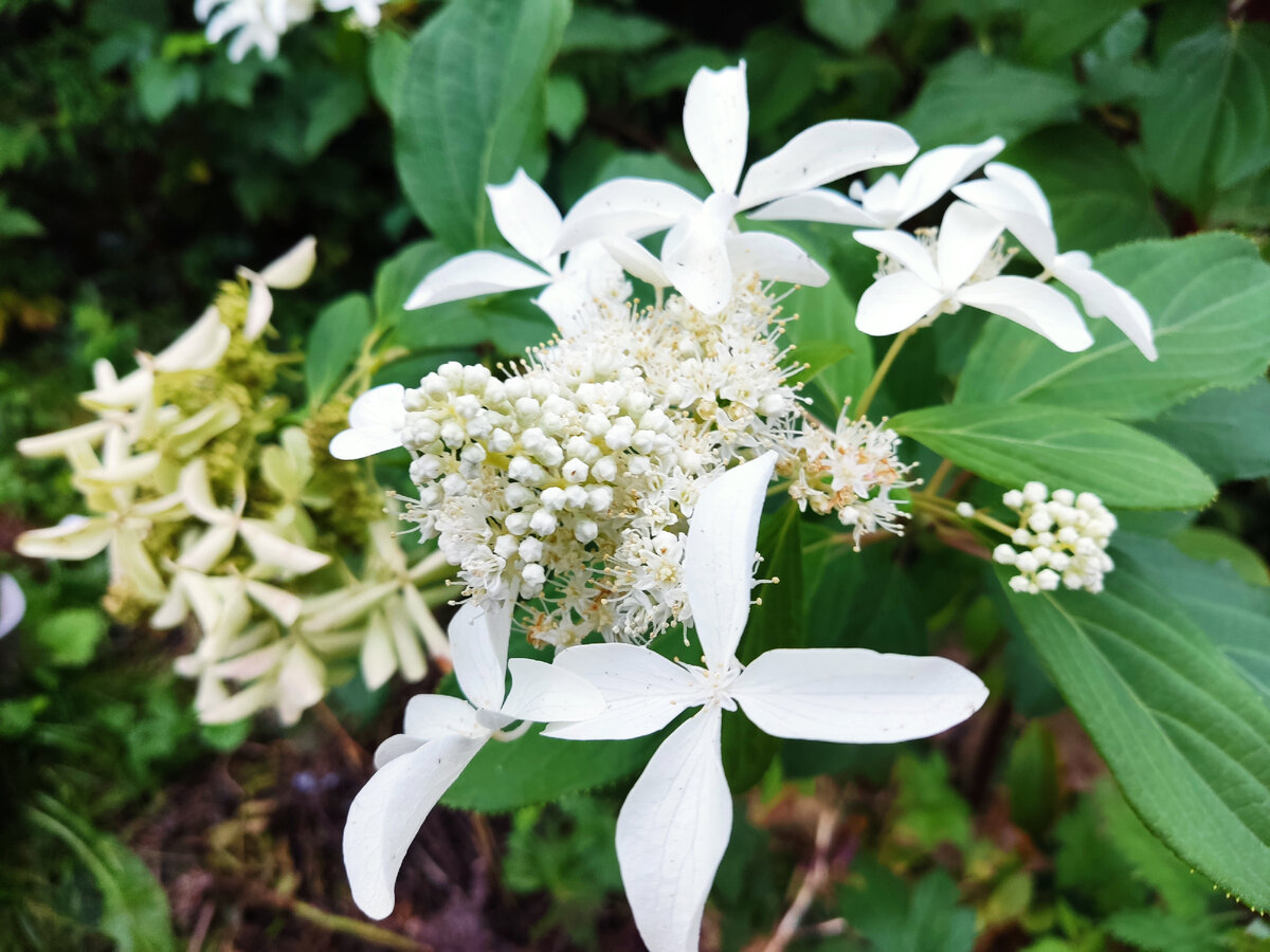 Красавица Грейт Стар. Её ни с чем не перепутать