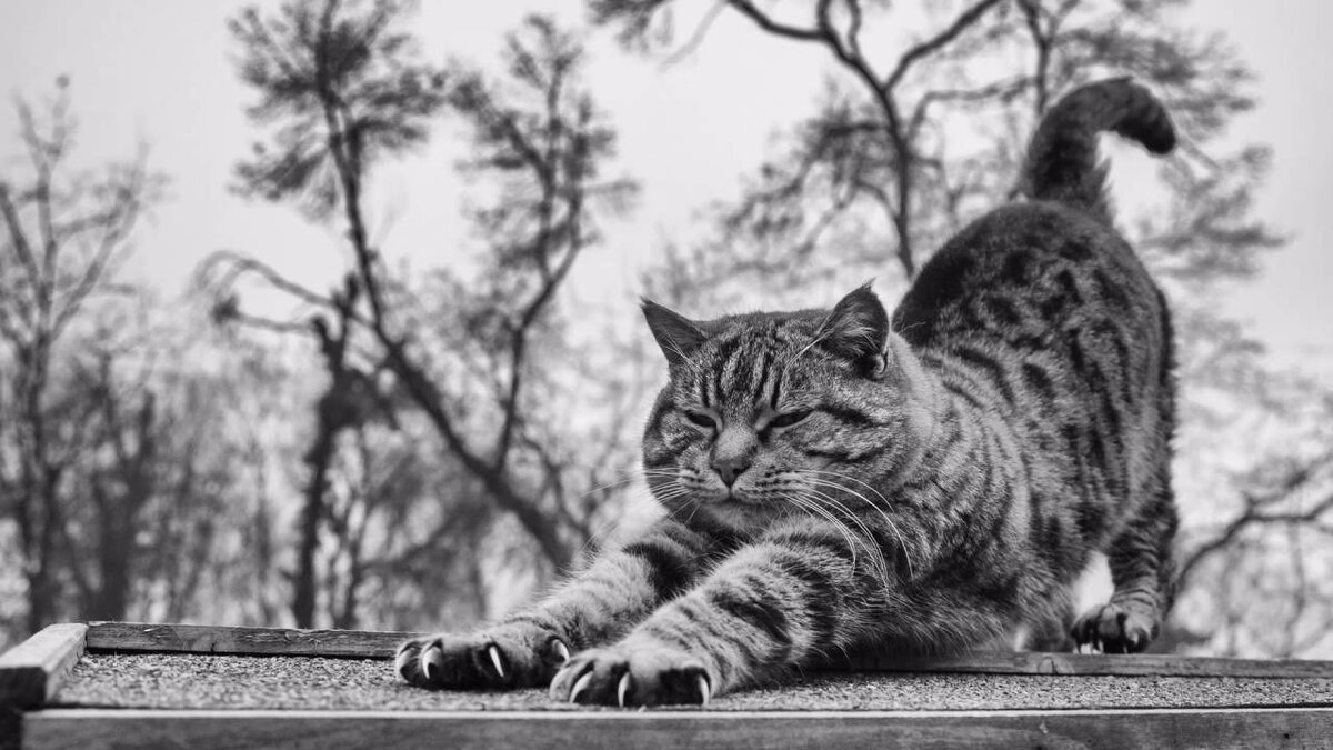 Фото из открытых источников