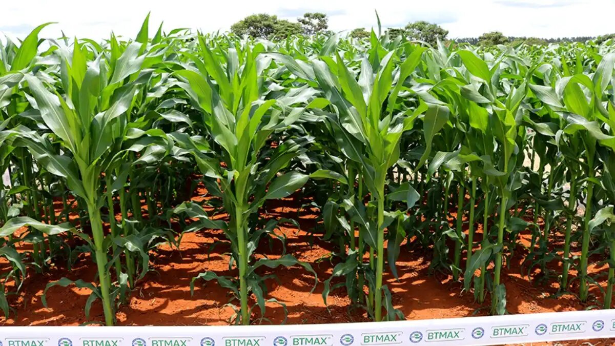 Фото:agropages.com