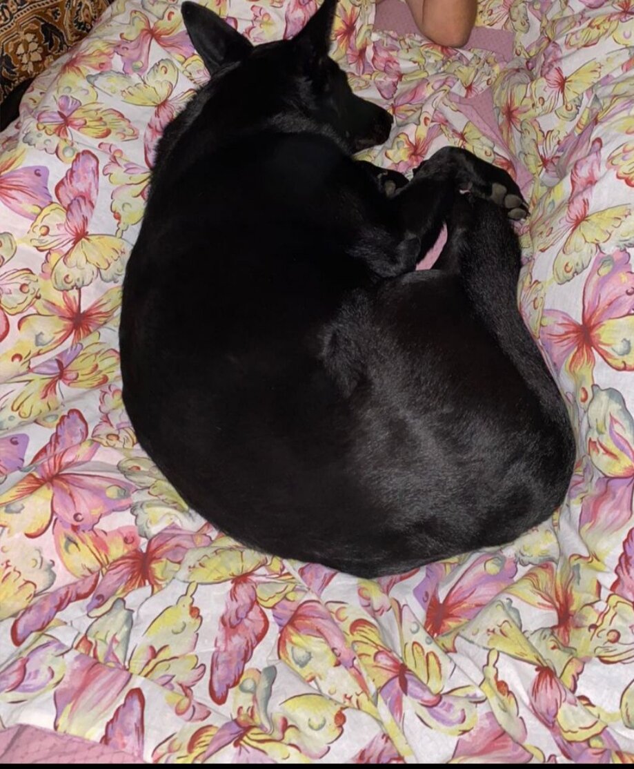 Собака которая, живёт в диване (архив автора) 