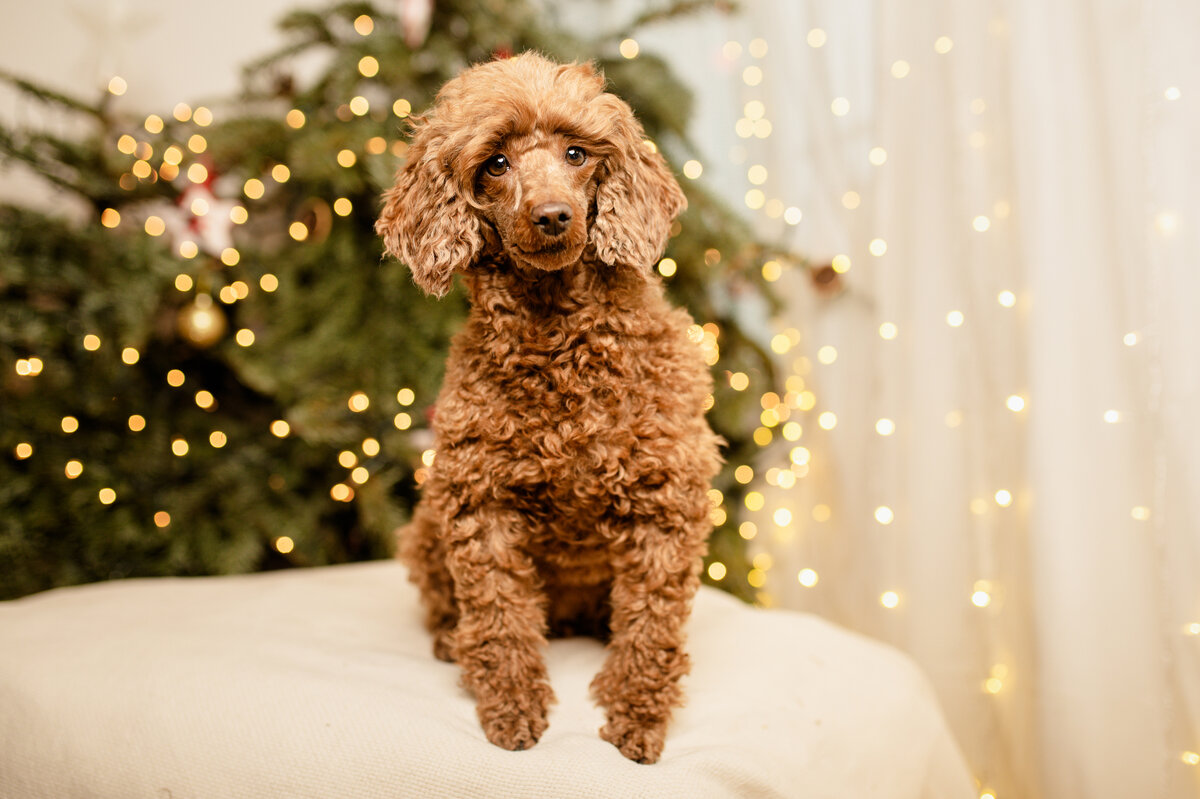    Десятое место — пудель / Gettyimages.ru
