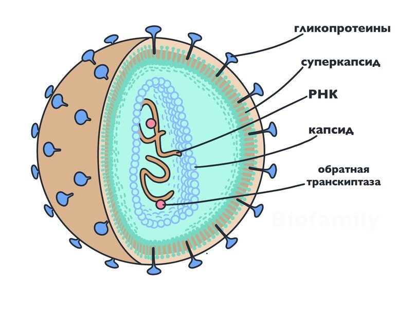 ВИЧ (вирус иммунодефицита человека)
