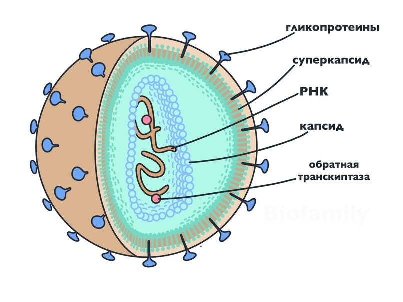«Как сделать макет вируса бактериофаг из бумаги инструкция?» — Яндекс Кью