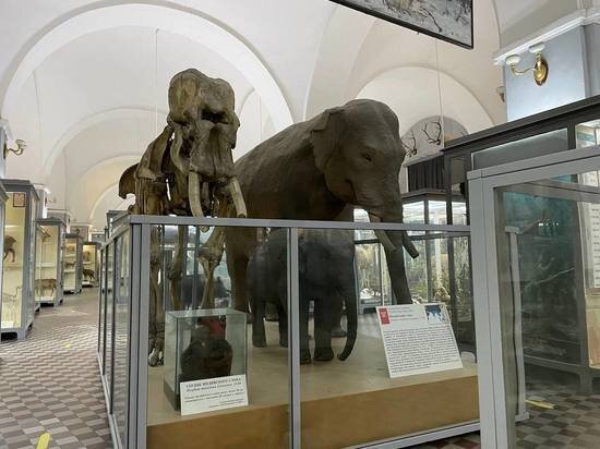     Биогруппа с тигром в Зоологическом музее. Фото автора