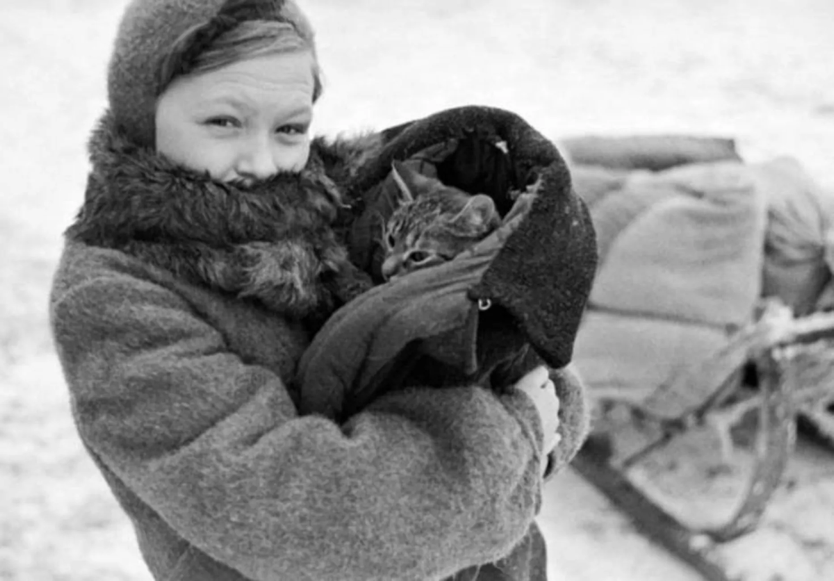 Хвостатые герои, спасавшие людей от голода и крыс — кошки в блокадном  Ленинграде | Этому не учат в школе | Дзен