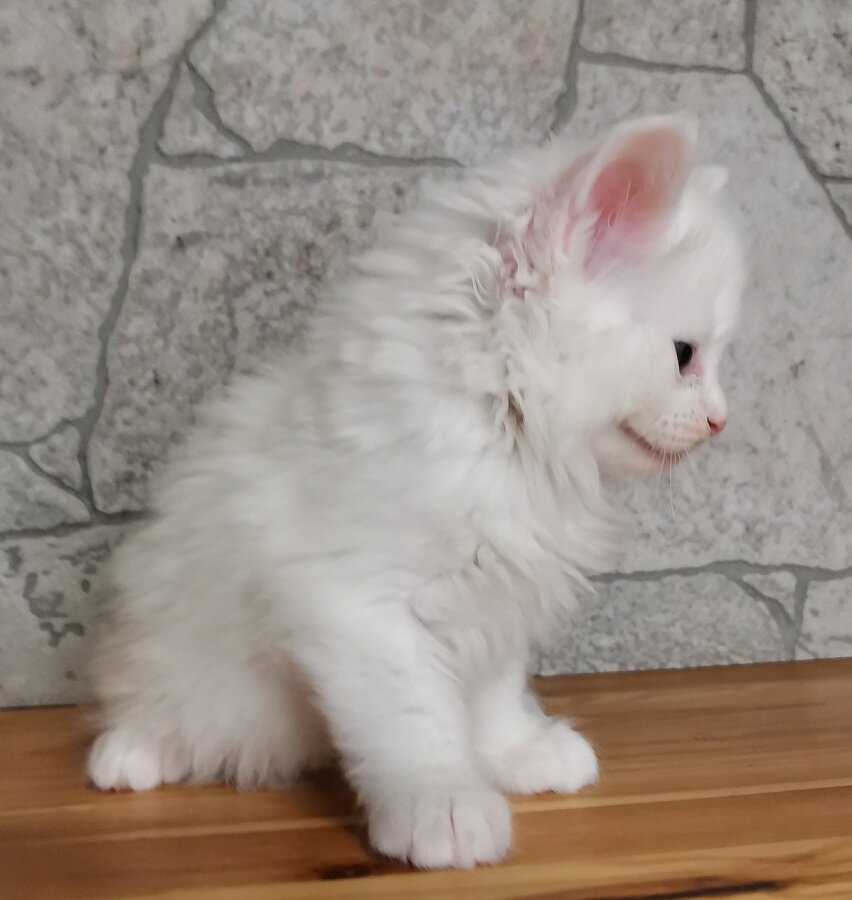 Доник 5 недель