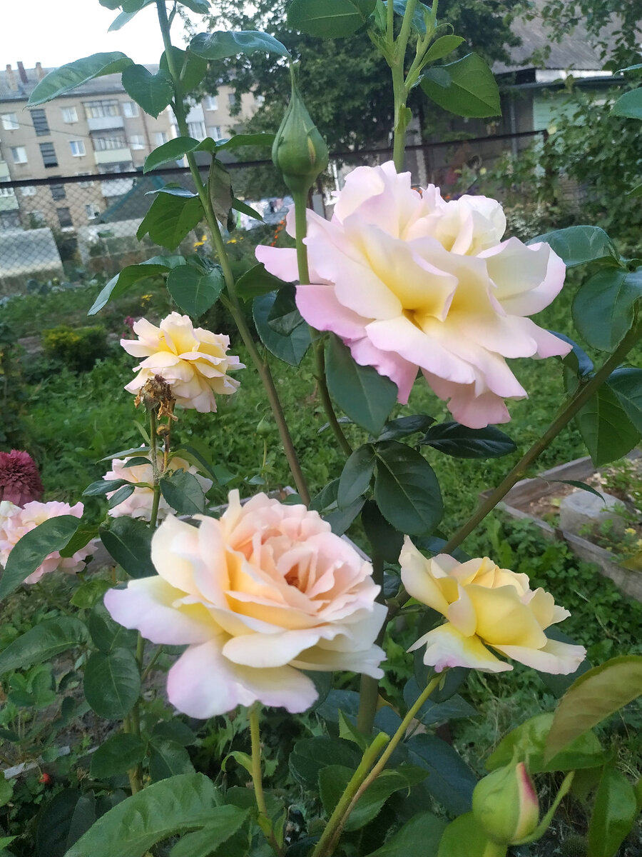 Розарий вдоль дома. С чем я буду сажать розы. 🌹 | Цветы без границ! 🌺 |  Дзен