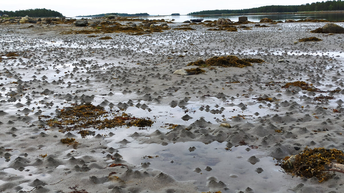 Белое море в окр. Кандалакши во время отлива. Фото автора