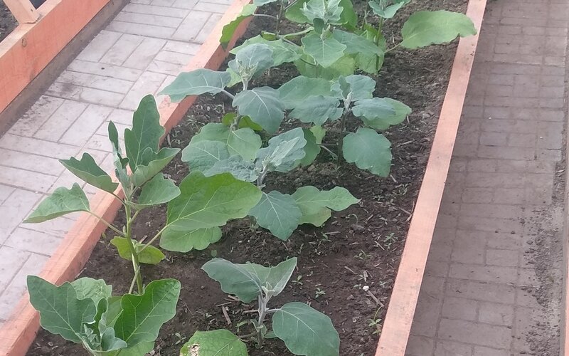 Баклажаны Буржуй в центре