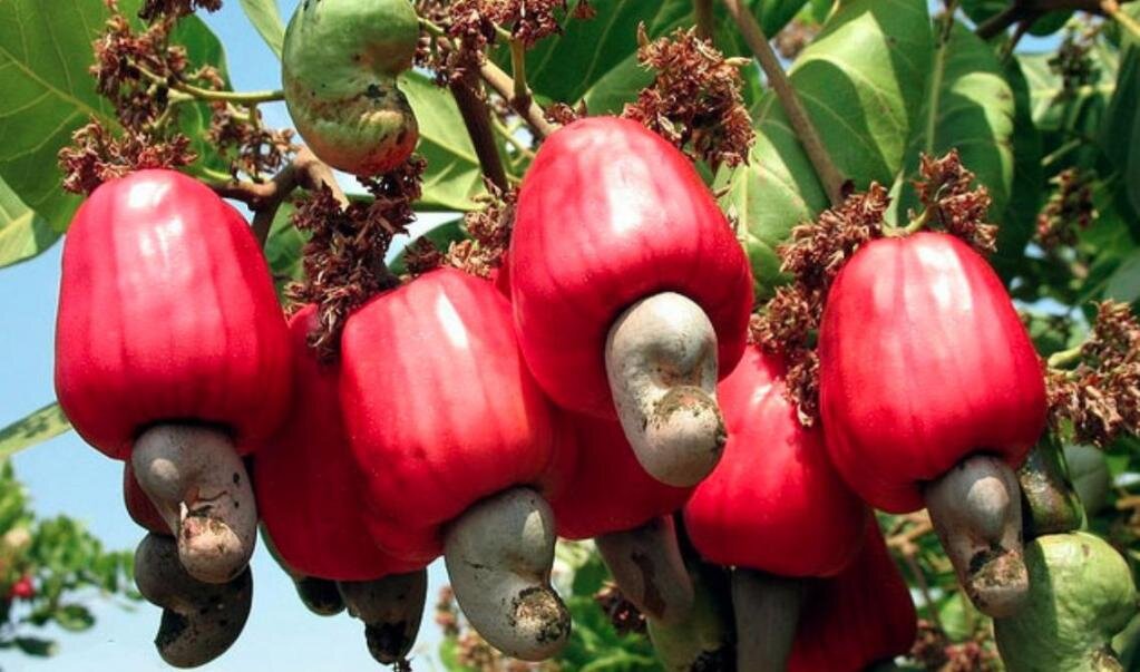 Это, кстати, кешью)