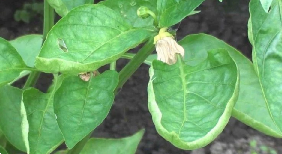 Почему плохо растет перец в теплице: возможные причины и как исправить?