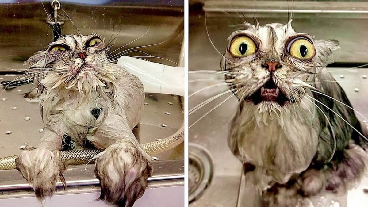 Хозяйка, там соседи позвонили, говорят, топим их. Врут, наверно.