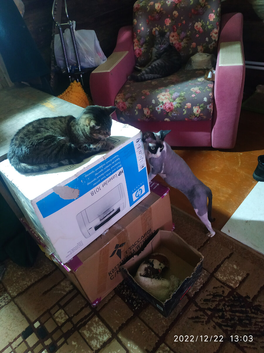 Лиза, Доллар