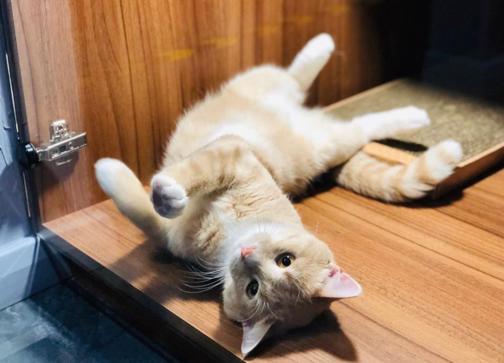 Котоняня в отель для кошек PiCats Hotel