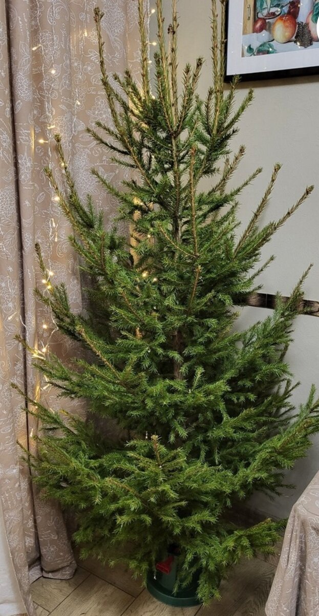 Ель обыкновенная, h 155-200, цена от 746-910р(leroymerlin) - классическое новогоднее дерево со стойким хвойным ароматом. Благодаря плотно растущим веткам елка выглядит пушистой, несмотря на мелкую хвою.