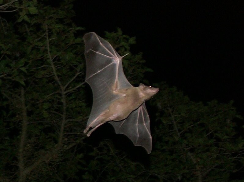 Соблюдение гигиенических правил в обращении с птицами