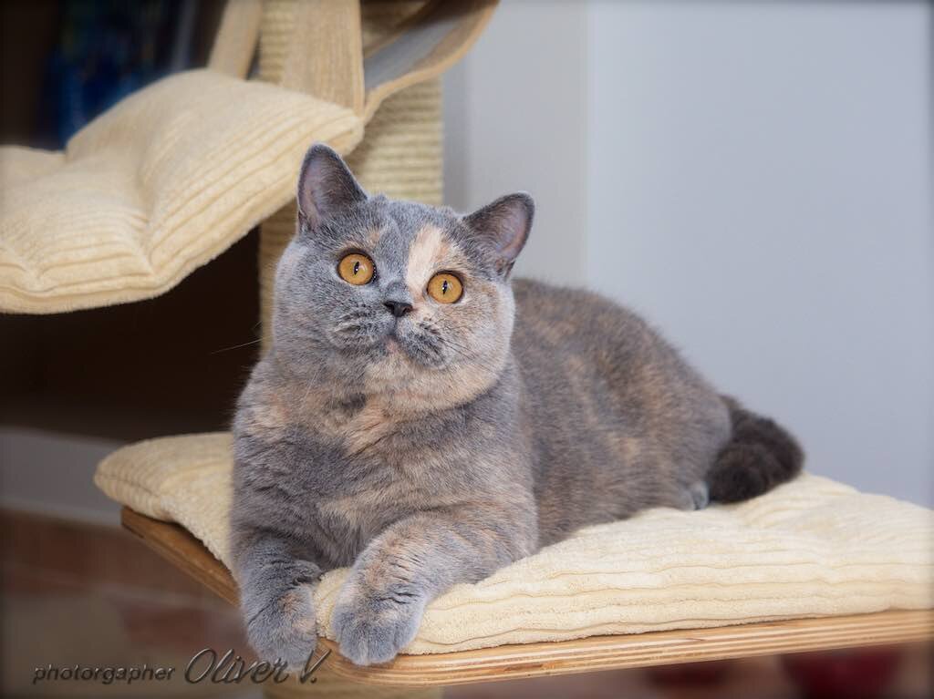 Голубо-кремовая британская кошка GICh. Zoluschka High Class*RU