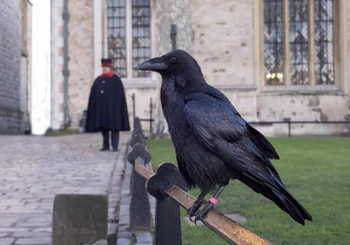 Старые жители Тауэра, живут там аж с 16 века целые поколения воронов.