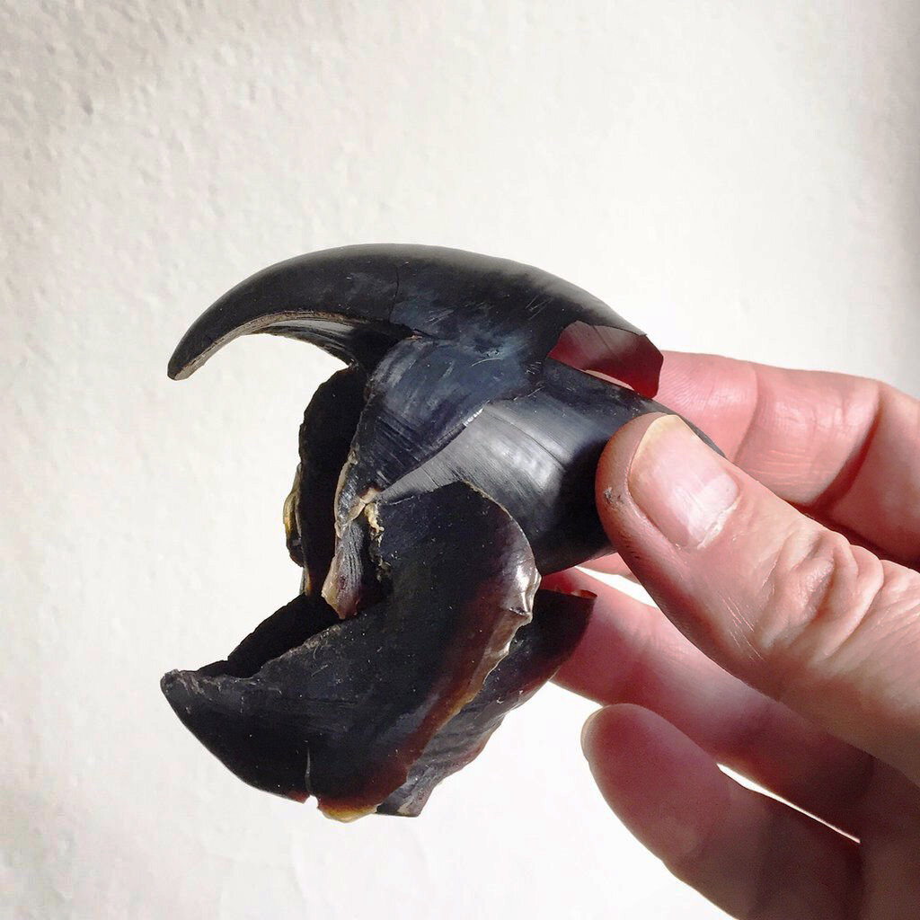 Извлеченный клюв осьминога, очень похож на клюв известной всем птицы.