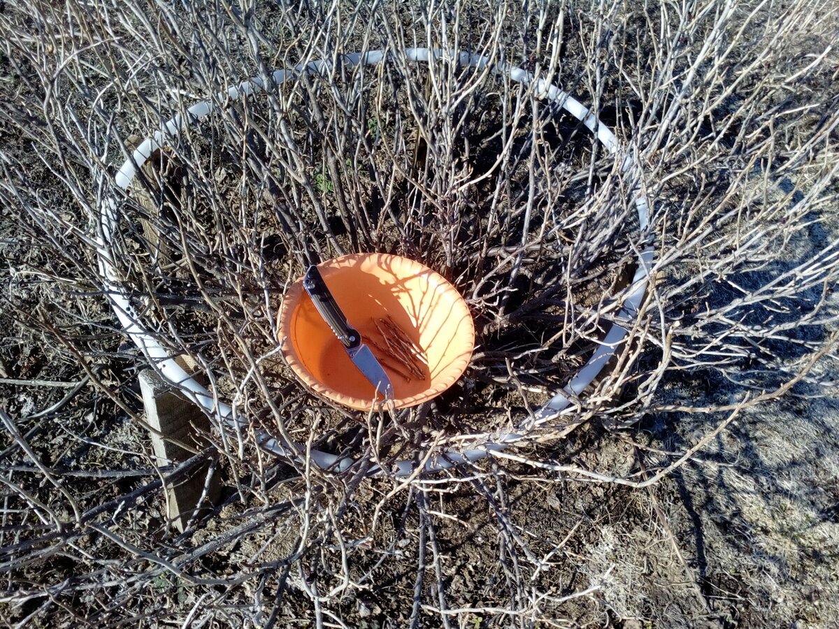 смородиновые веточки