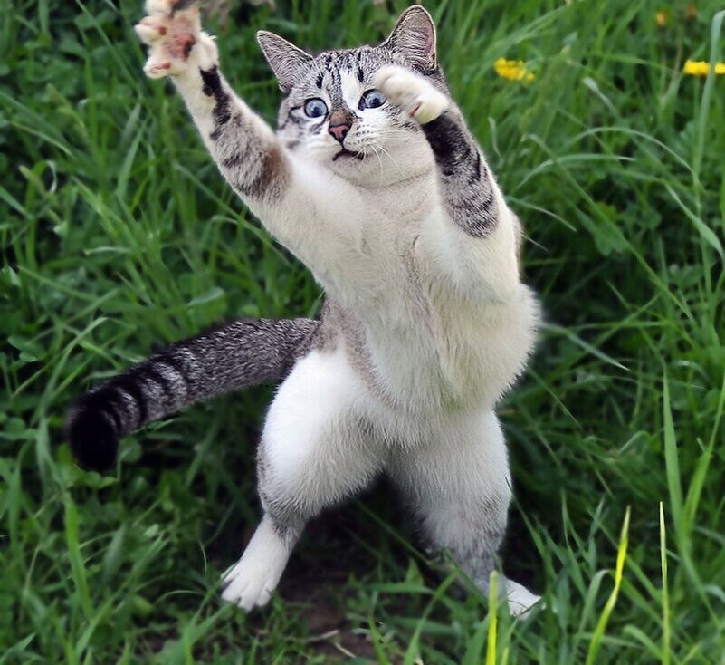 Кот Грозер - волейболист.