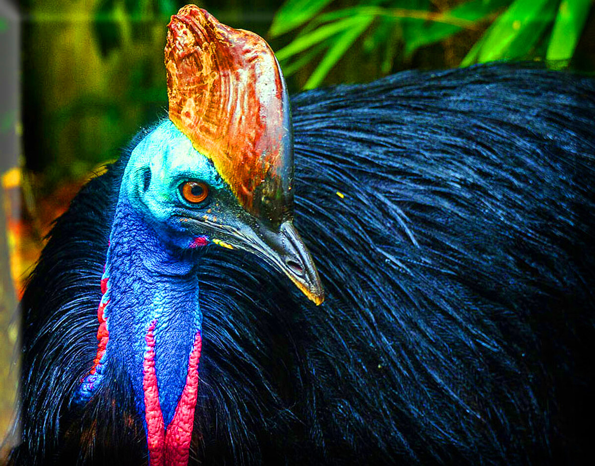 Казуар самка. Шлемоносный казуар. Казуар птица чем опасна для человека. Казуар опасная птица. Размножение казуаров.