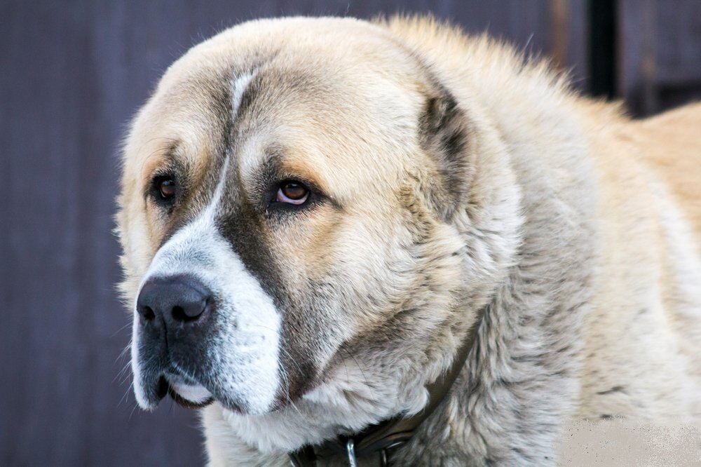 🐶Топ-5 пород собак, легко одолевающих волка | Собачье дело | Дзен