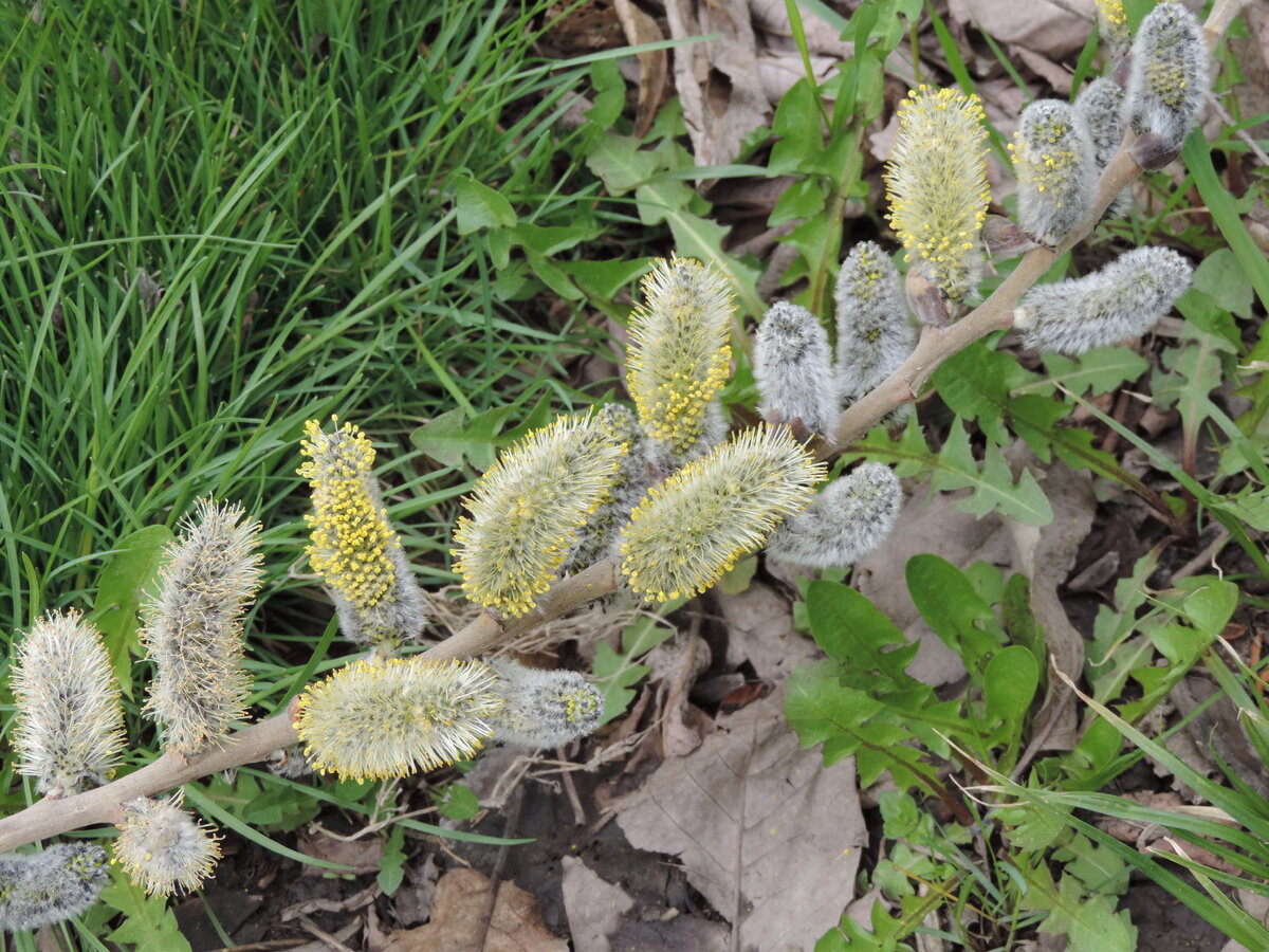 Цветущая верба