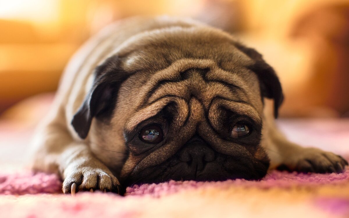 Фото: https://w-dog.ru/wallpaper/sobaka-mops-mordochka-grustnyj-lezhit/id/367925/