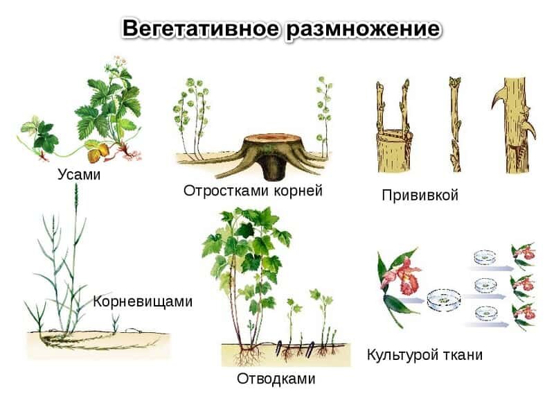 Что такое вегетация плодовых деревьев и кустарников