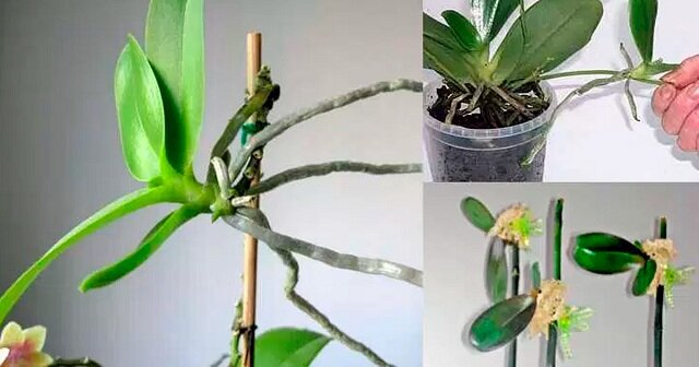 как разводить орхидеи в домашних условиях