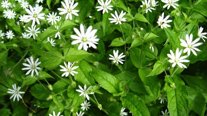 Звездчатка средняя