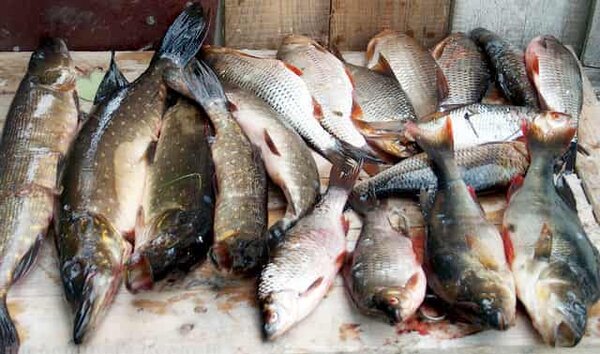 Цена хорошего улова: из чего складывается стоимость удачной рыбалки