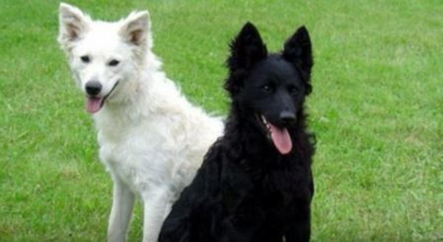 Собаки породы Муди