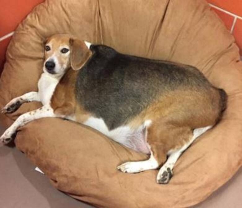 Собака породы бигль с ожирением