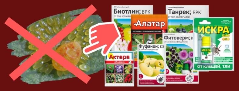 Препараты от болезней и вредителей растений эффективные способы борьбы