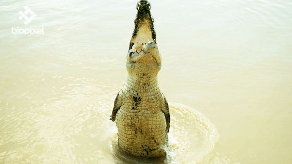 Я могу выпрыгнуть из воды на три метра и схватить за яйки