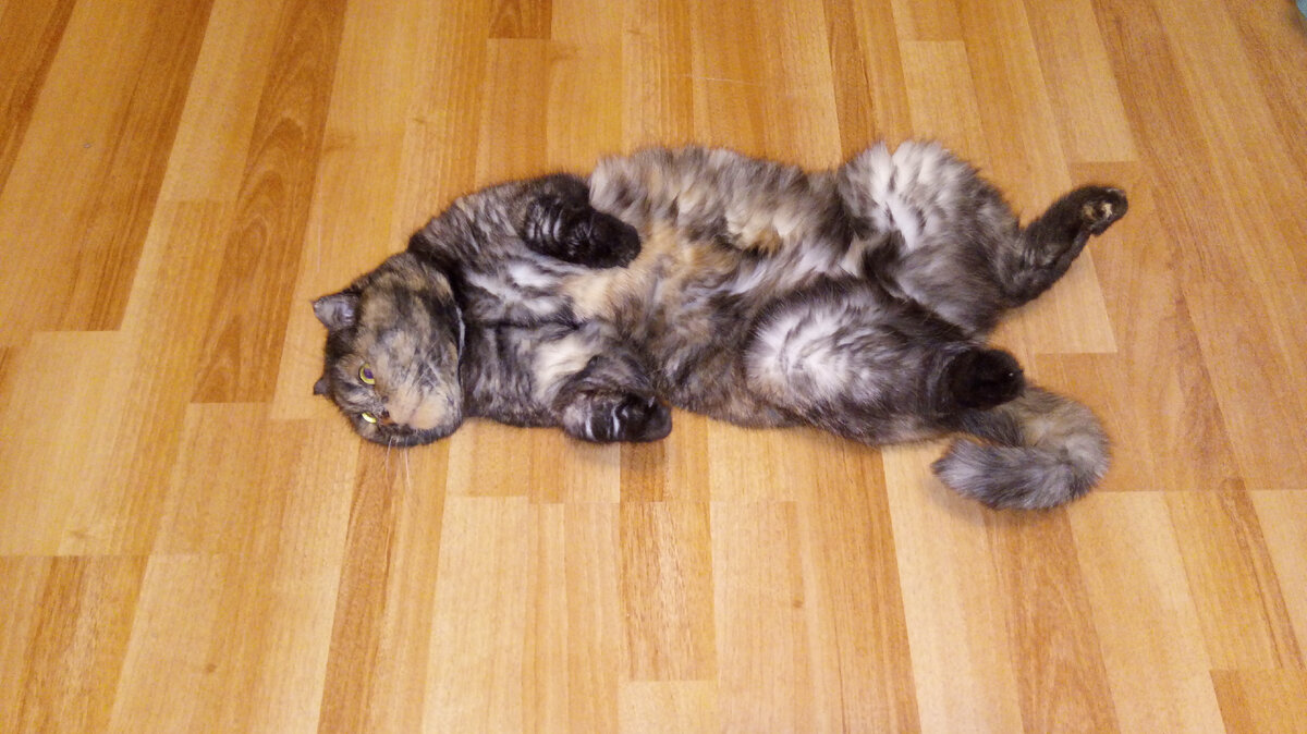 Какой ремонт? Мне и тут неплохо