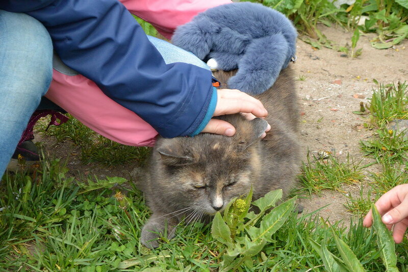 Кошки Валаама