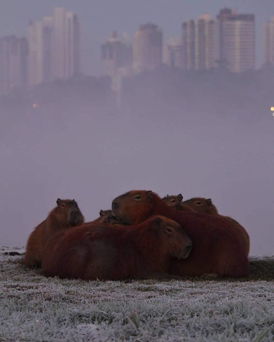 Замёрзшие капибары в местном парке