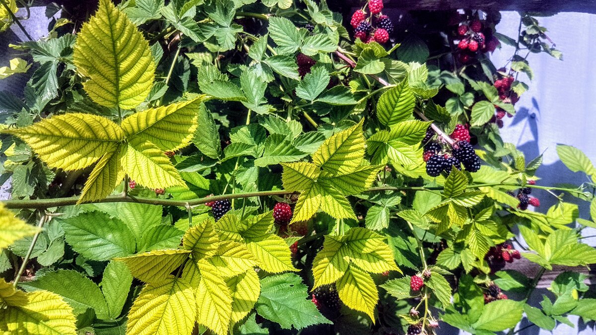 Хлороз на молодом побеге ежевики. Если срочно её не обработать, на следующий год ягод будет мало. Фото Е.Миговой