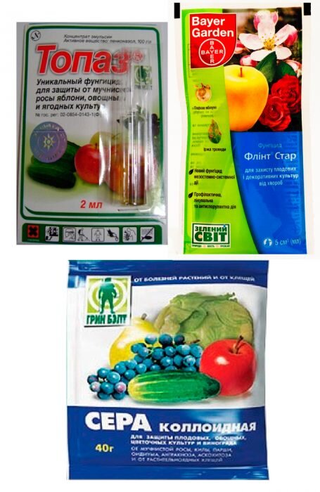 Мучнистая роса на яблоне: как с ней быть? | Мистер Дачник | Дзен