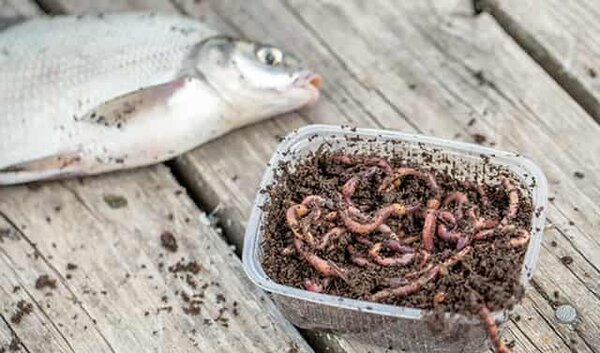 Перспективная ловля на червя: как насаживать и как подготовить, чтобы поймать крупную рыбу