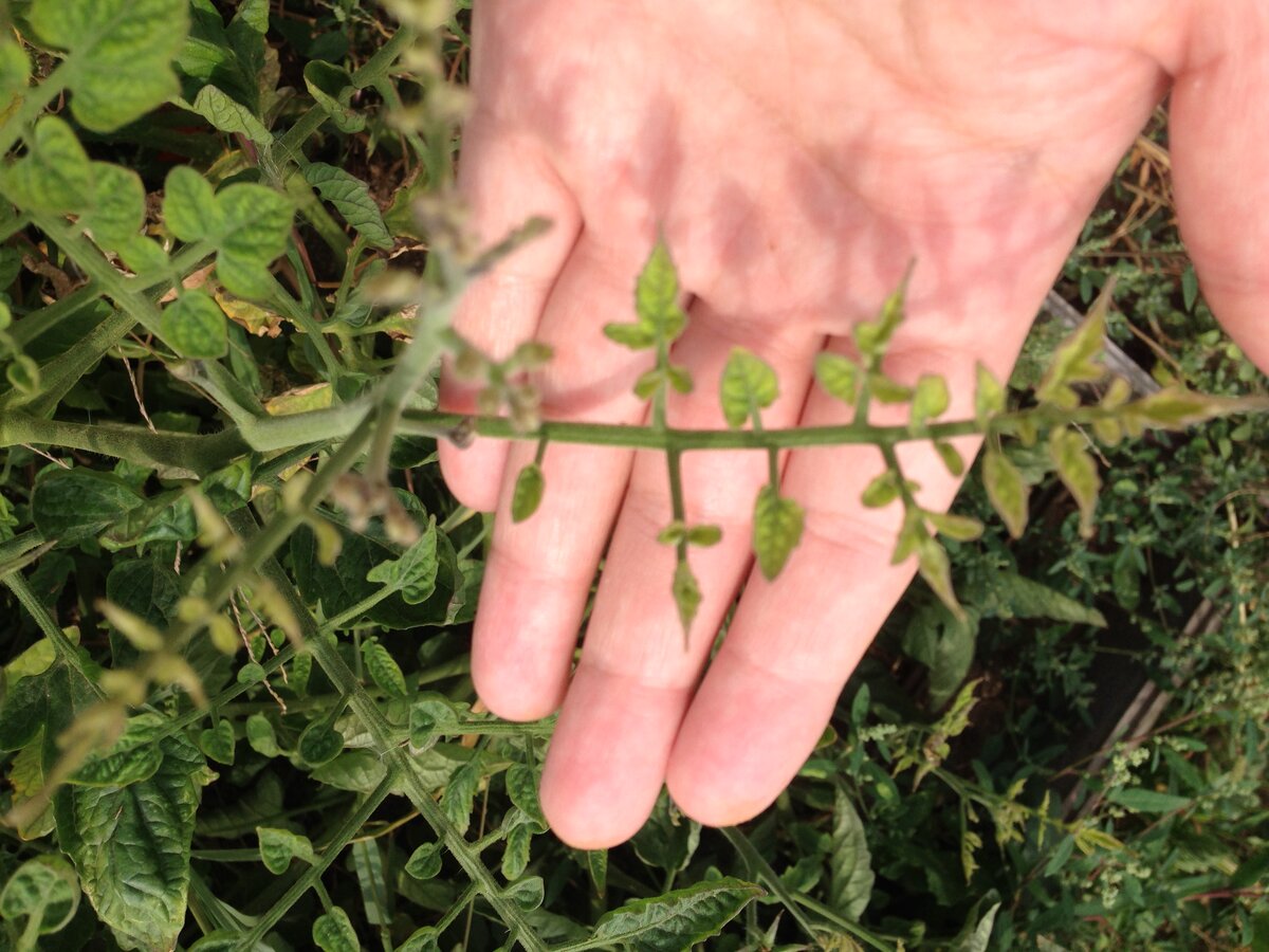 Томат, пораженный столбуром. Фото автора.